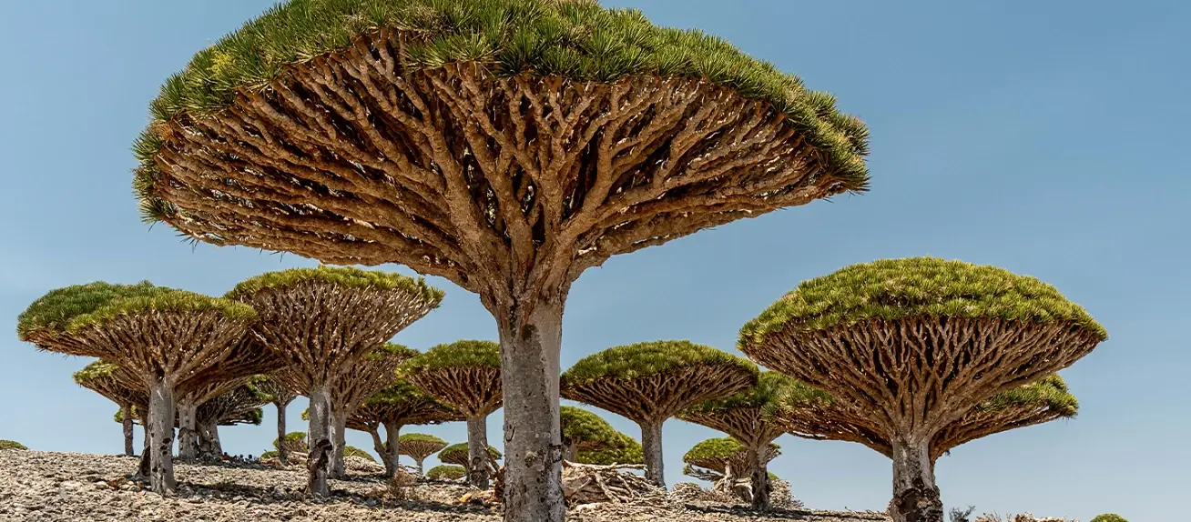 HSA Group signs MoU with Yemen’s Environment Protection Authority to tackle climate vulnerability and build resilience