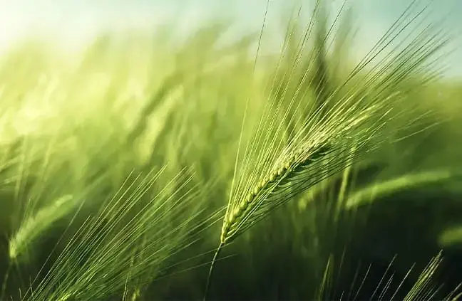 Sustainability and Deforestation Policy