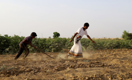 إطلاق مختبر الابتكار الاجتماعي لمعالجة تحديات الزراعة في اليمن 