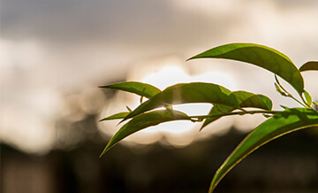 نحسّن الأمن الغذائي